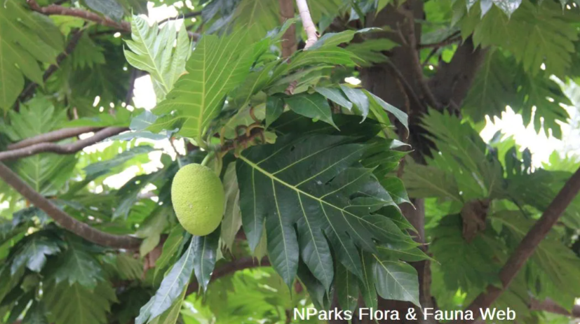 Breadfruit